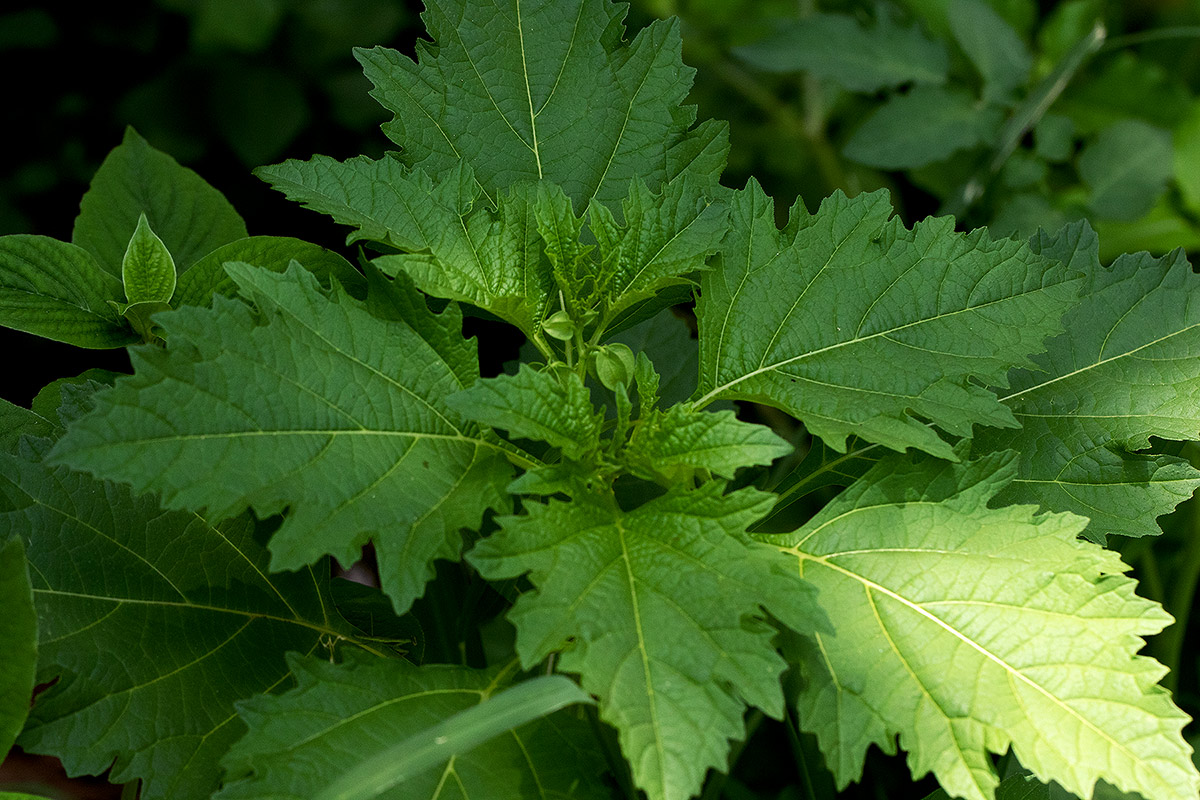 Nicandra physalodes