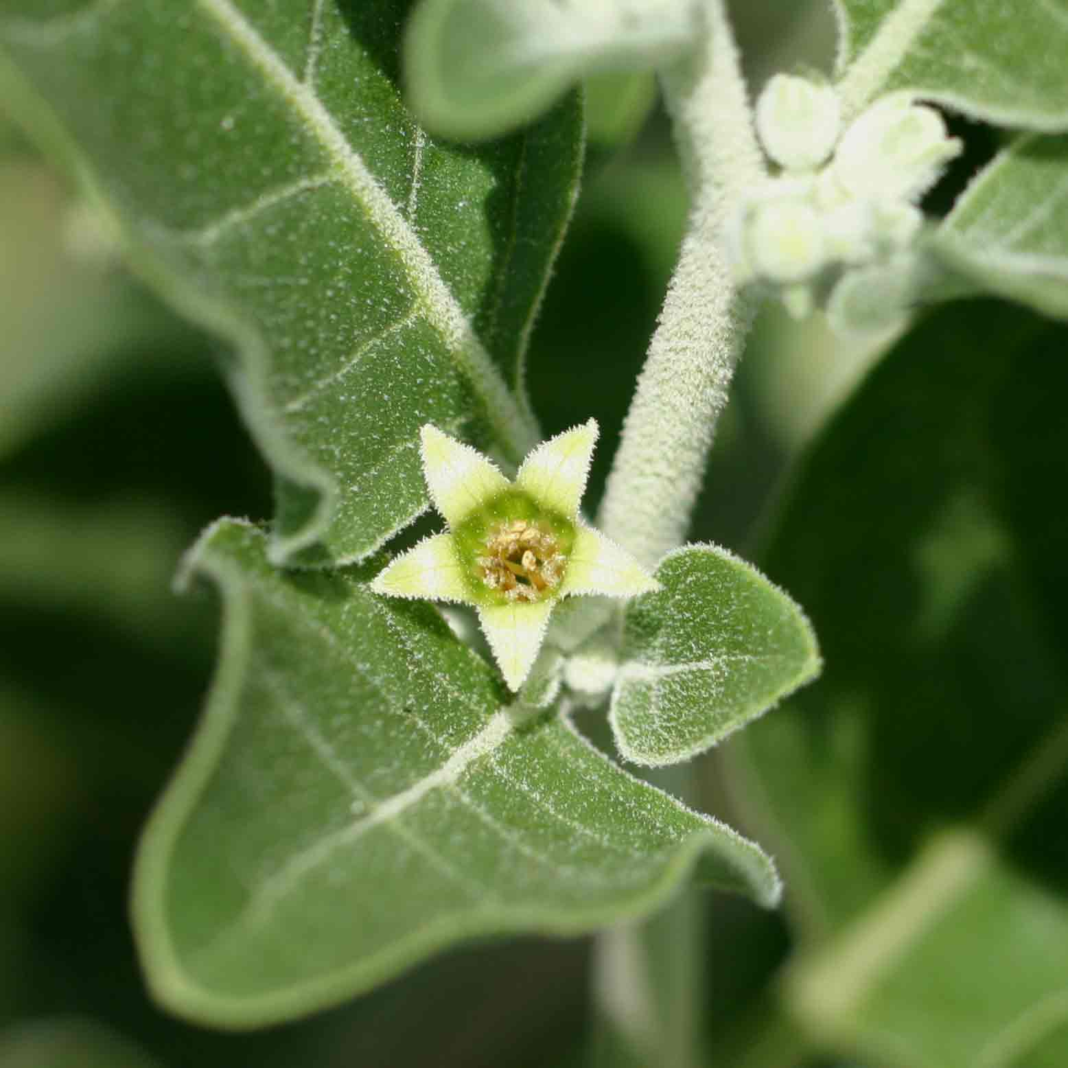 Withania somnifera