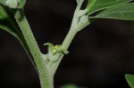 Withania somnifera