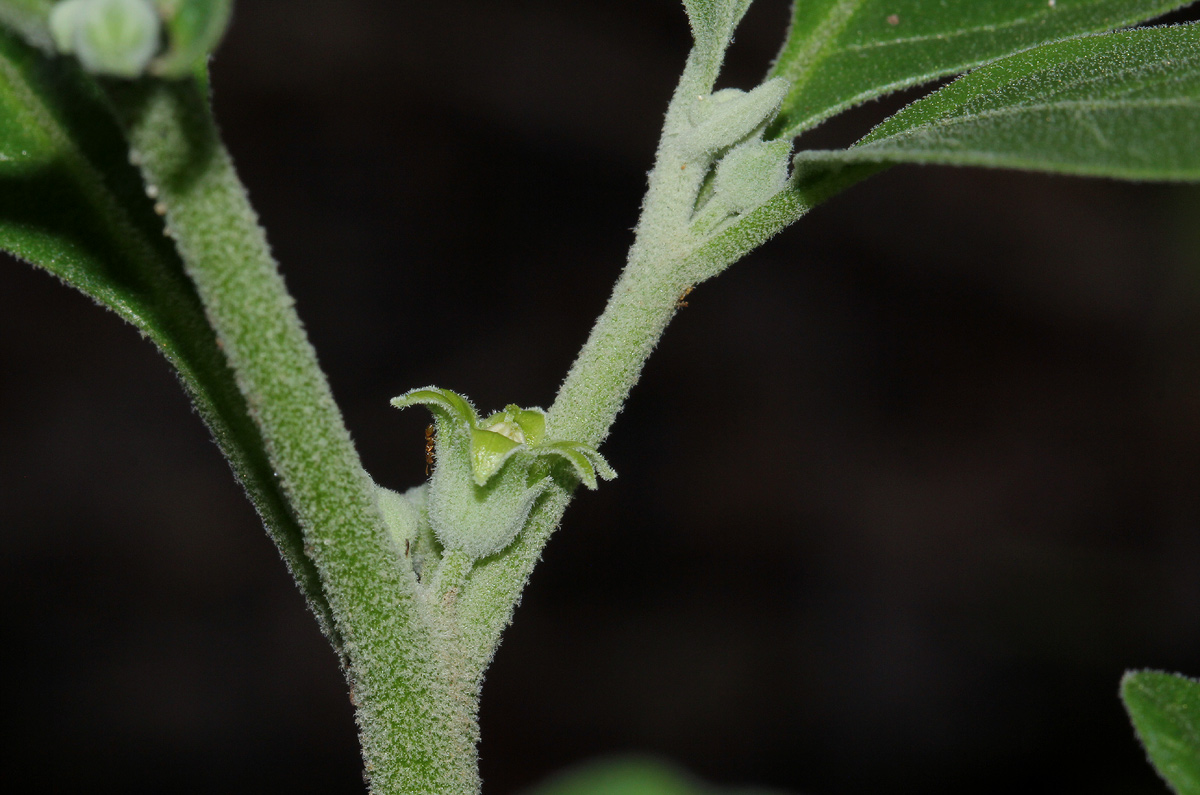 Withania somnifera