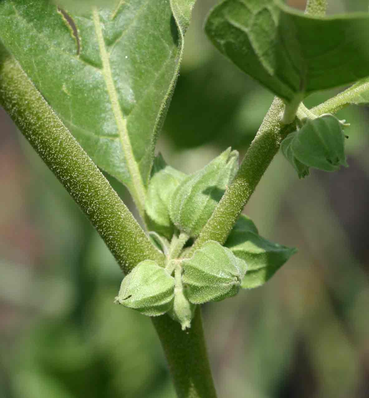 Withania somnifera