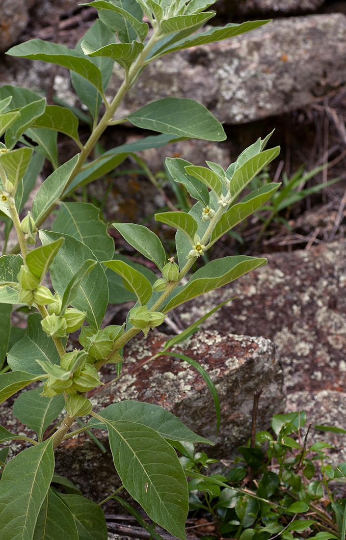 Withania somnifera