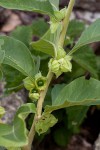 Withania somnifera