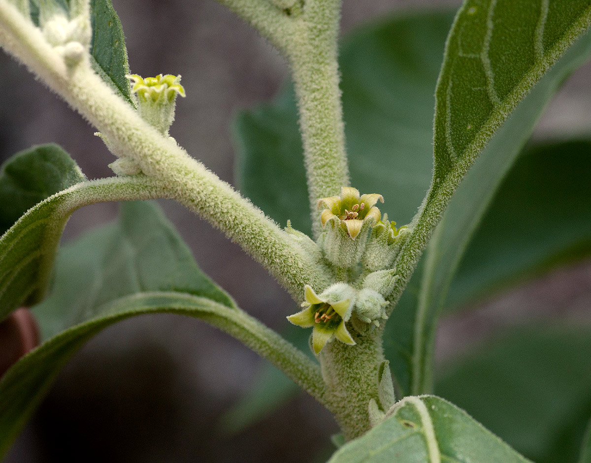 Withania somnifera