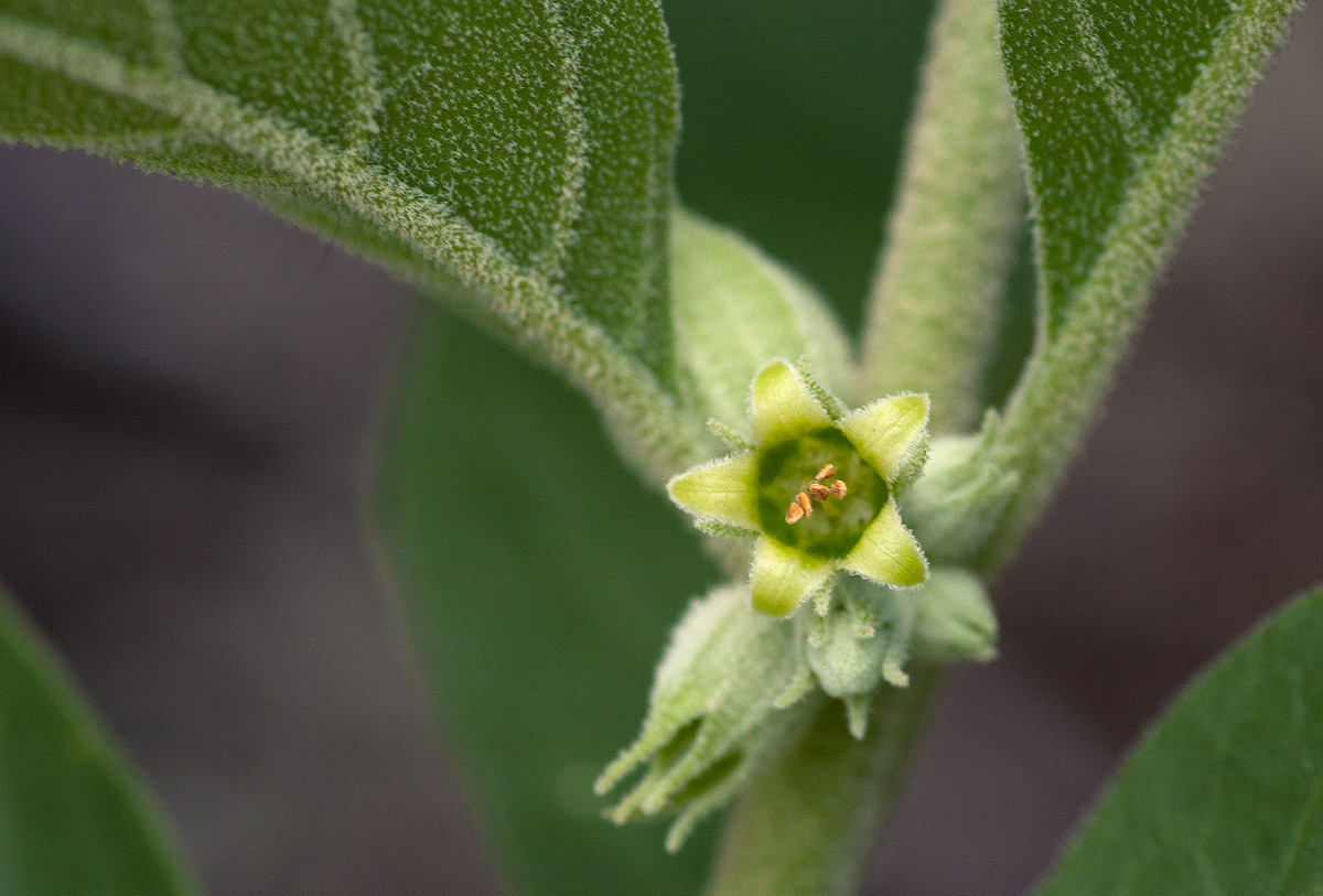 Withania somnifera