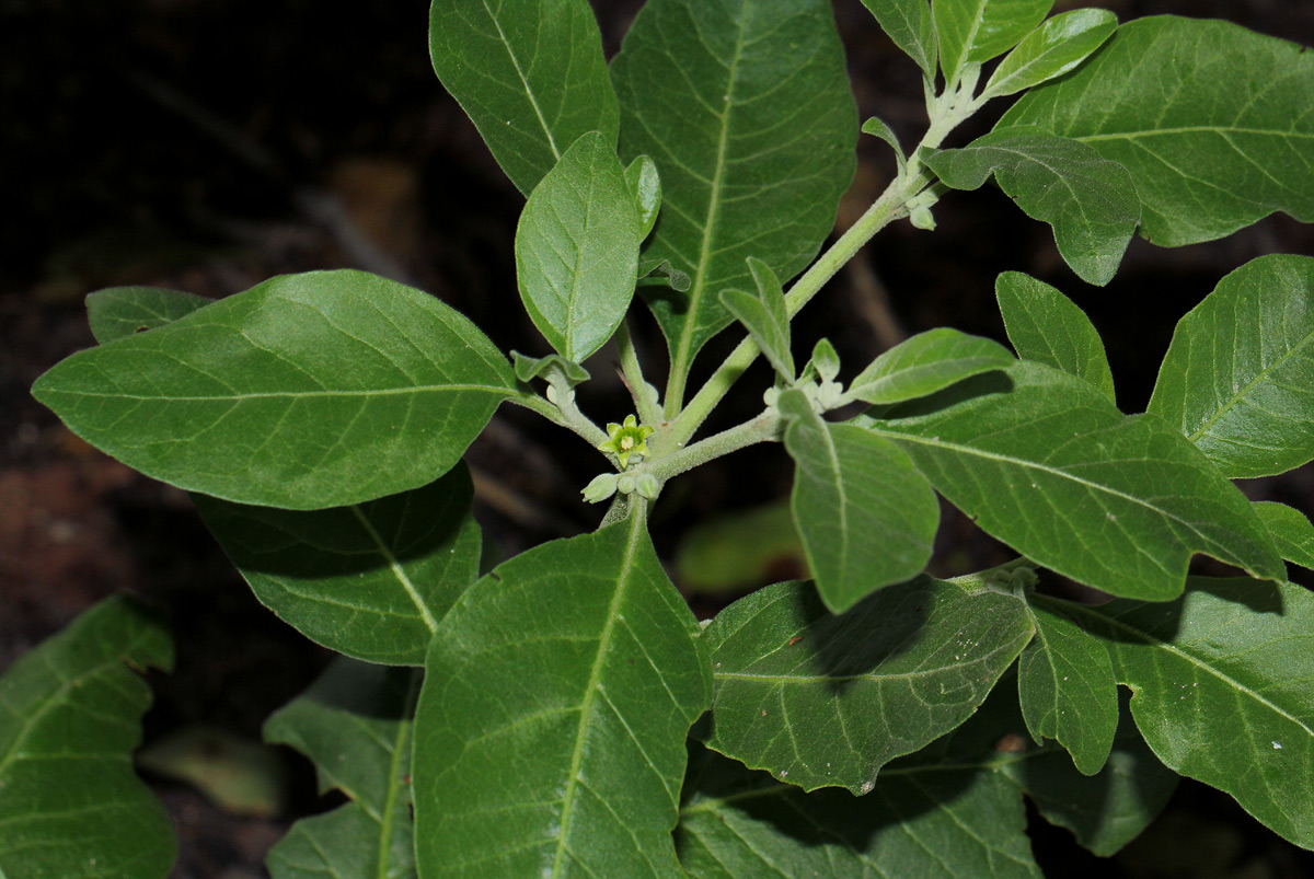 Withania somnifera