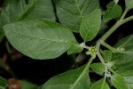 Withania somnifera