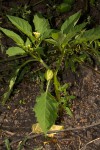 Physalis angulata
