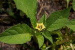 Physalis angulata