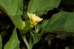 Physalis angulata