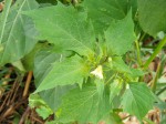 Physalis angulata