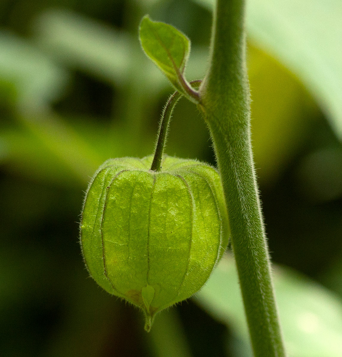 Physalis peruviana Physalis peruviana