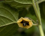 Physalis peruviana