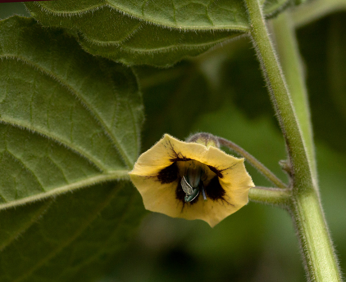 Physalis peruviana Physalis peruviana