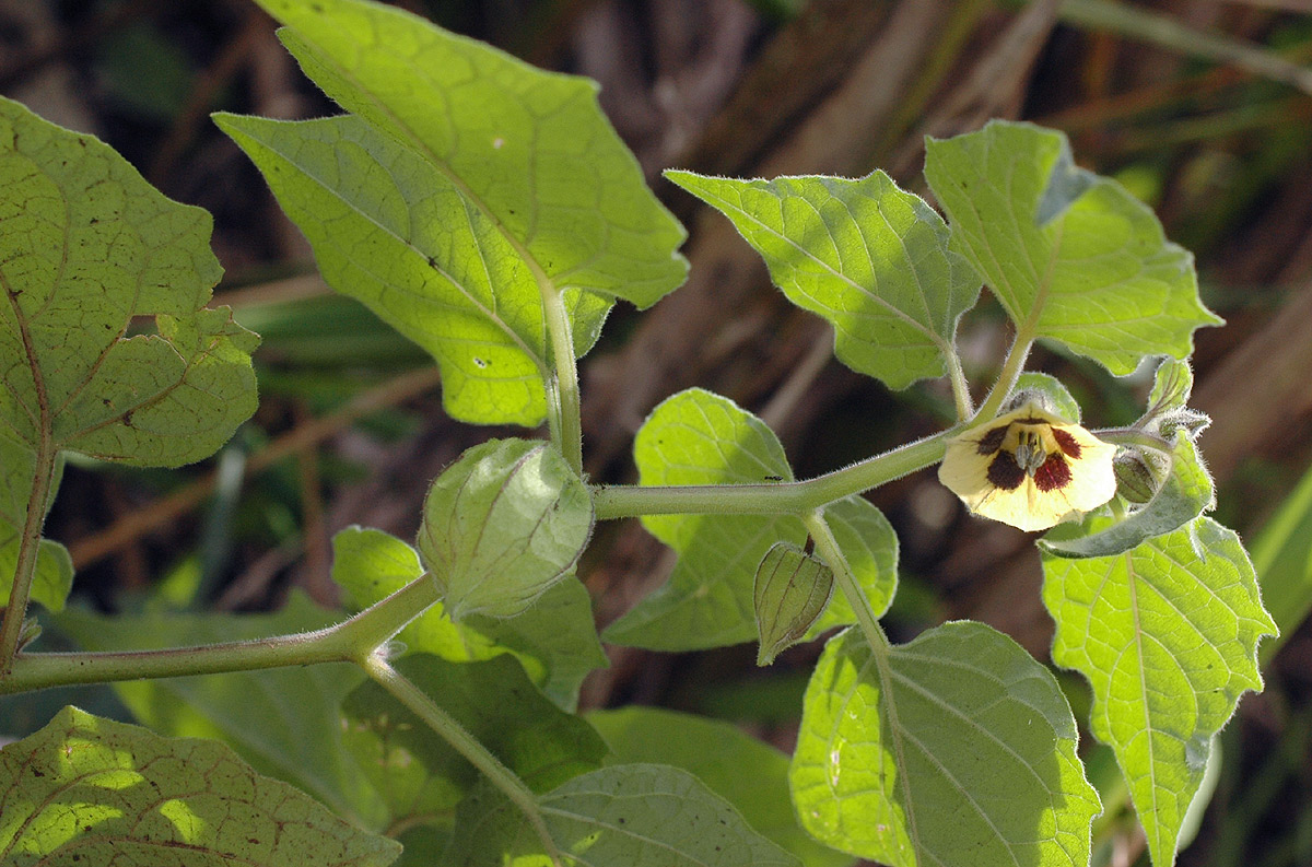 Physalis peruviana