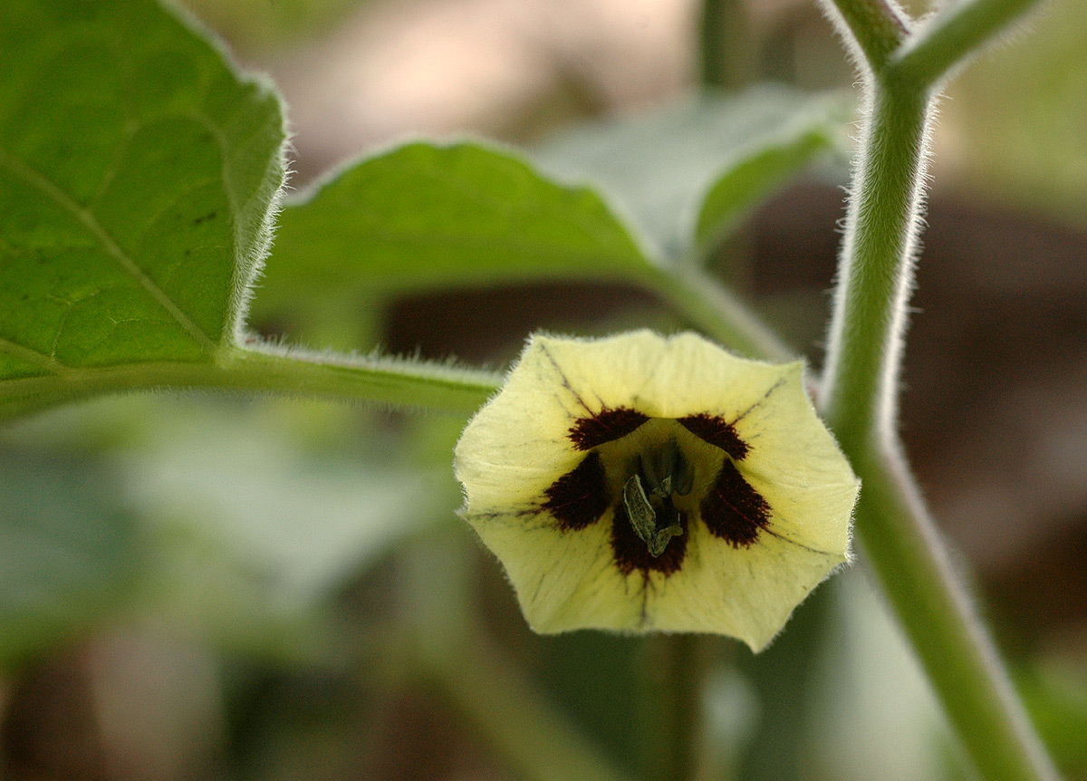 Physalis peruviana