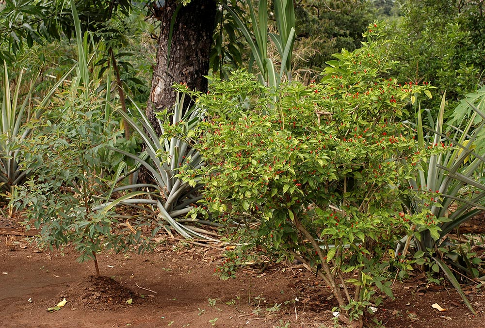 Capsicum frutescens