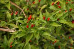 Capsicum frutescens