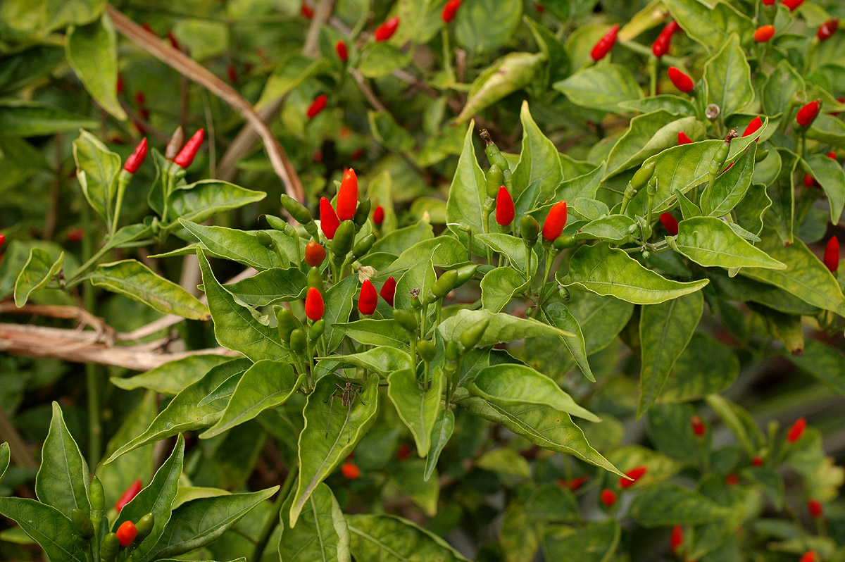 Capsicum frutescens