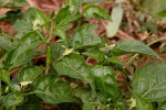 Capsicum frutescens