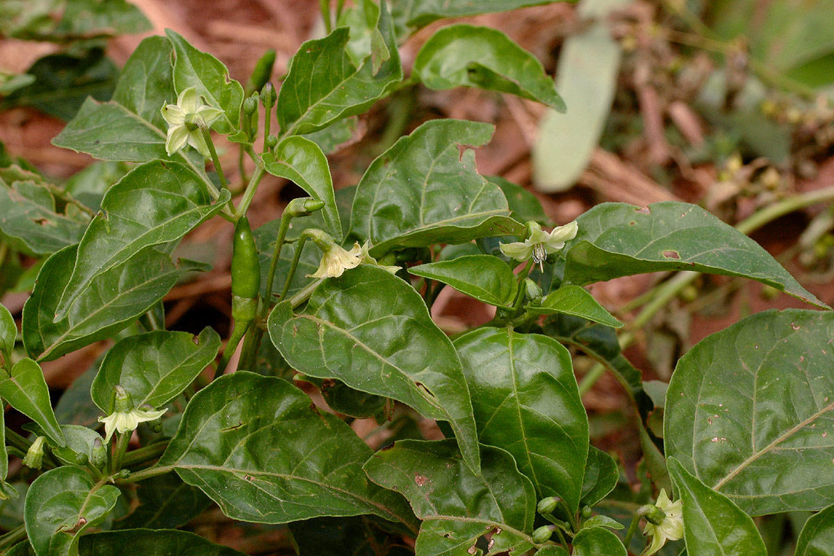 Capsicum frutescens
