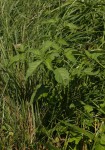 Solanum americanum