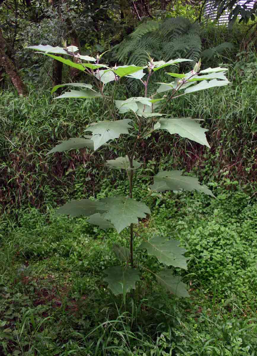 Solanum anguivi