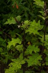 Solanum anguivi