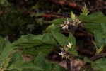Solanum anguivi