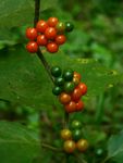 Solanum anguivi