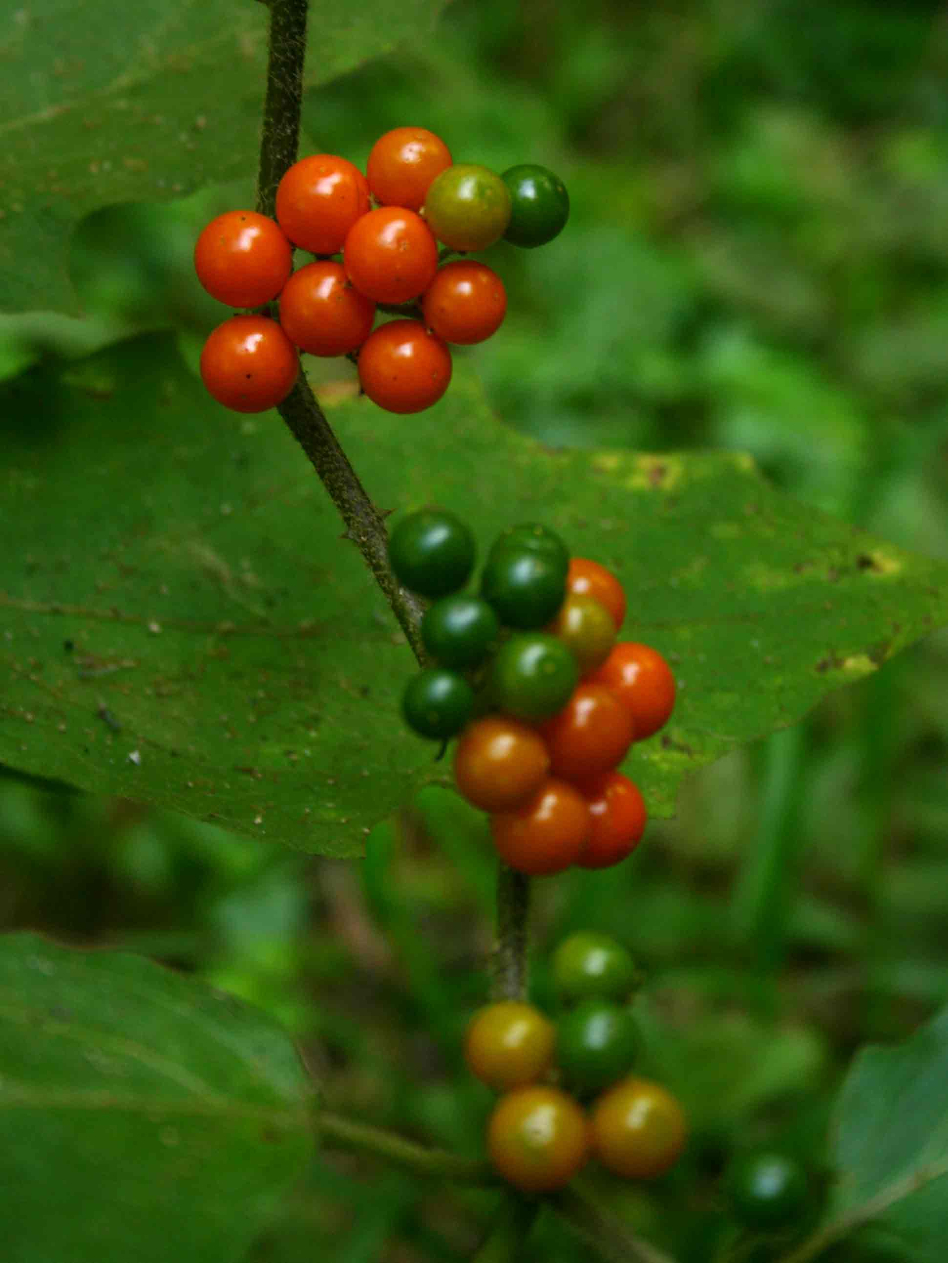 Solanum anguivi