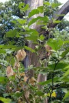 Solanum anguivi