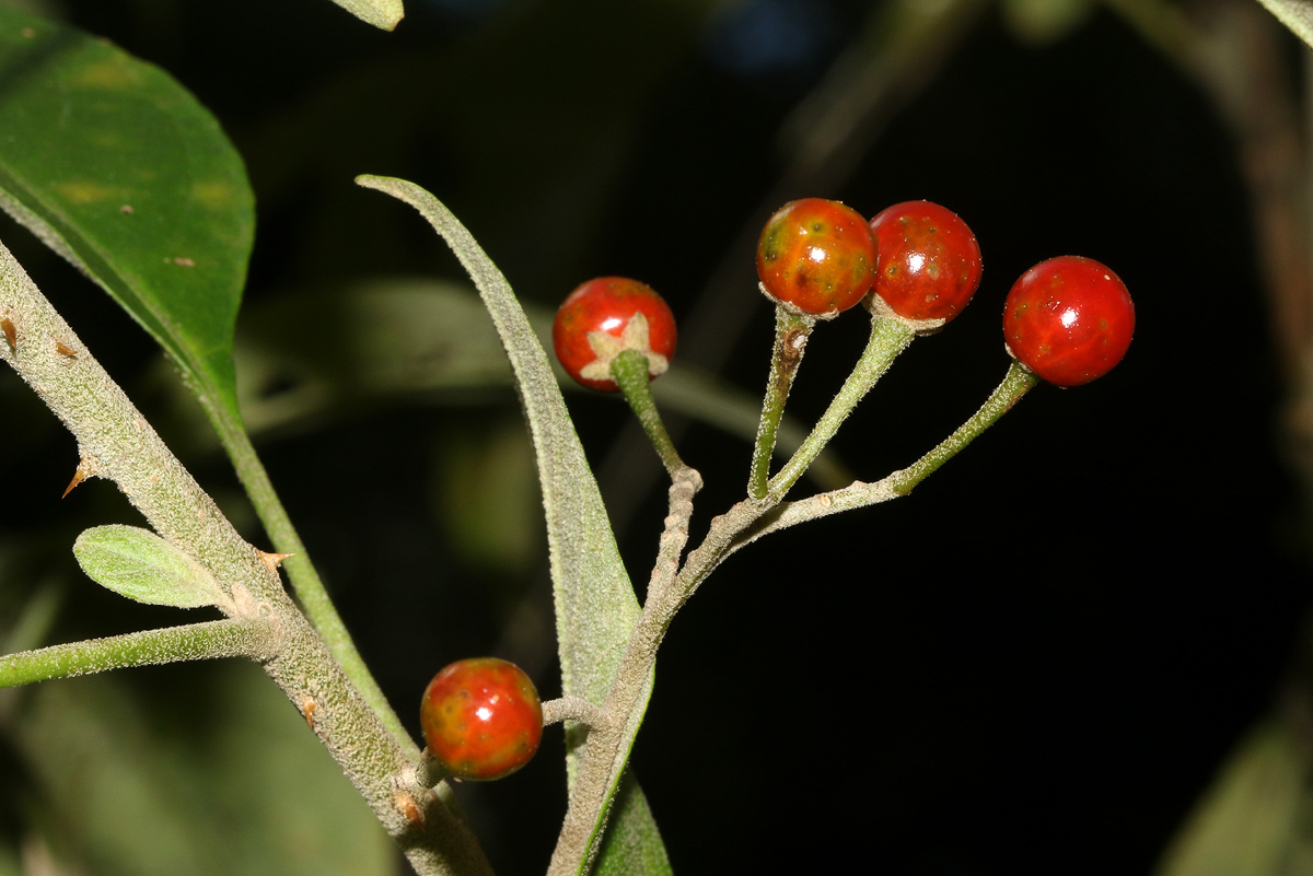 Solanum giganteum