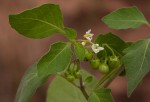 Solanum nigrum