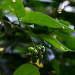 Solanum terminale