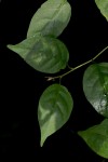 Solanum terminale