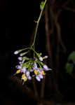 Solanum terminale
