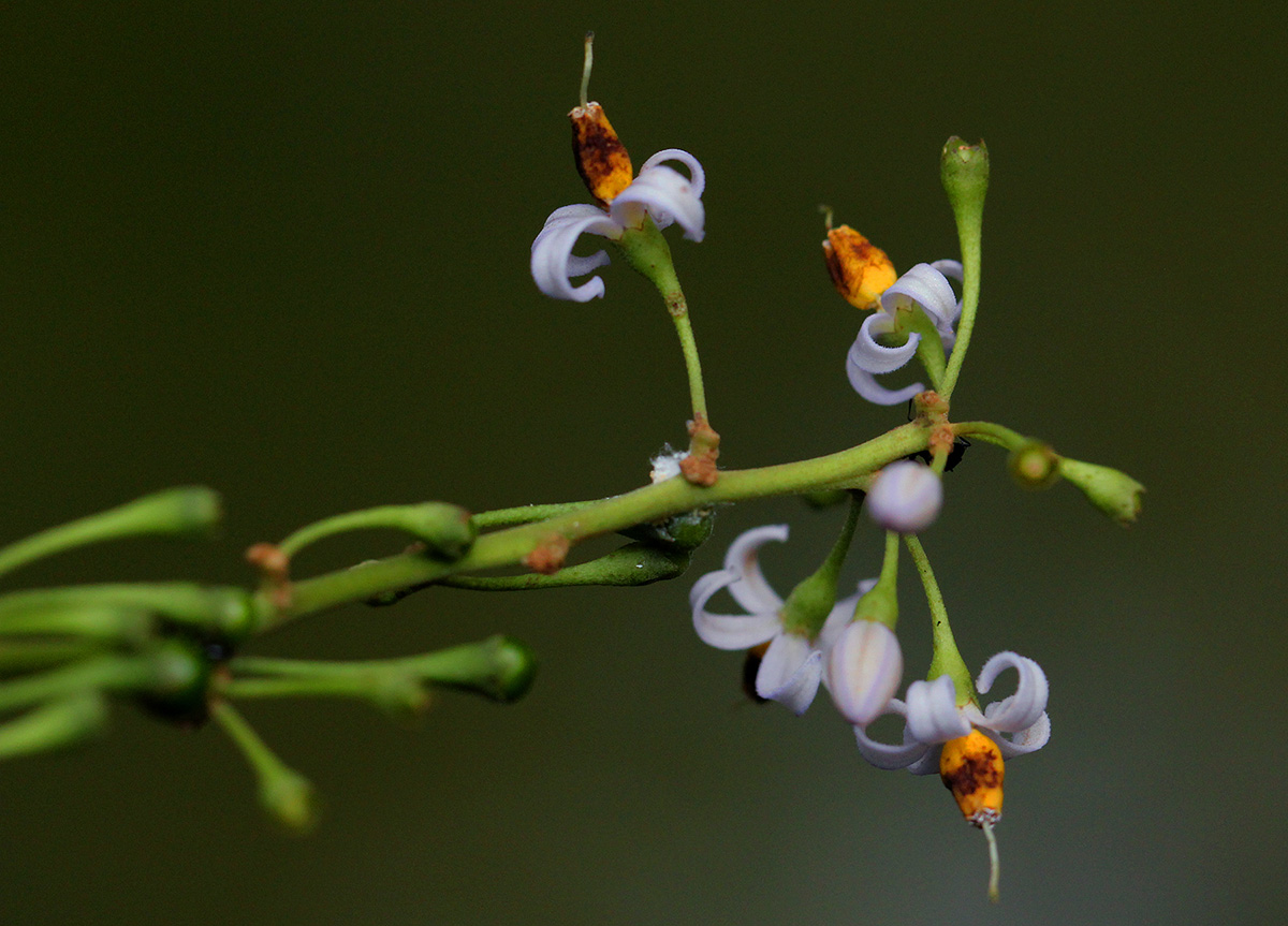 Solanum terminale