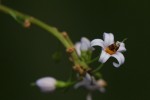 Solanum terminale