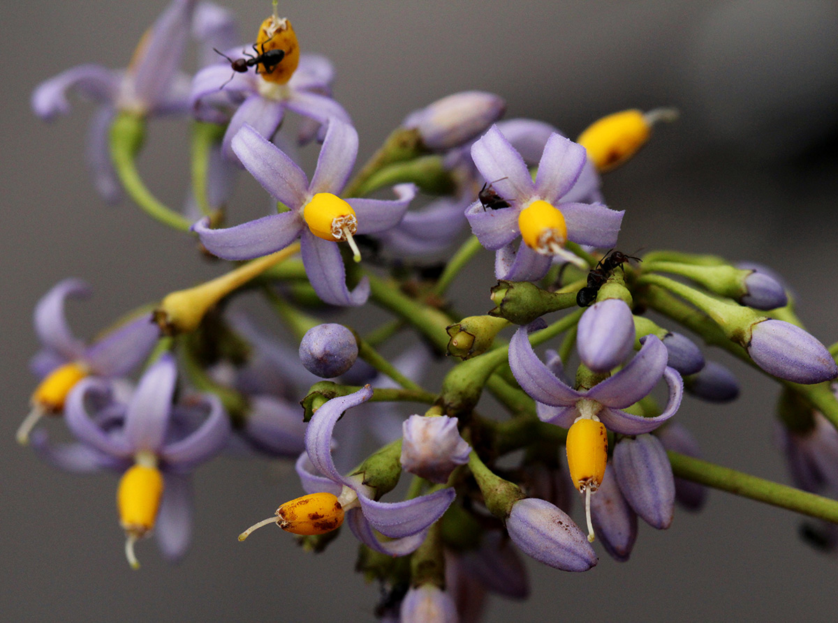 Solanum terminale