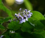 Solanum terminale