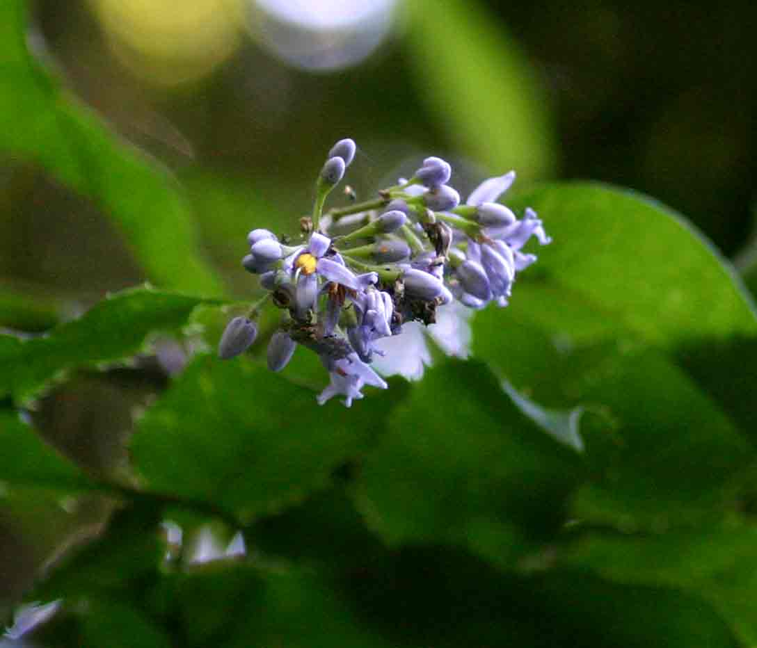 Solanum terminale