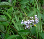 Solanum terminale