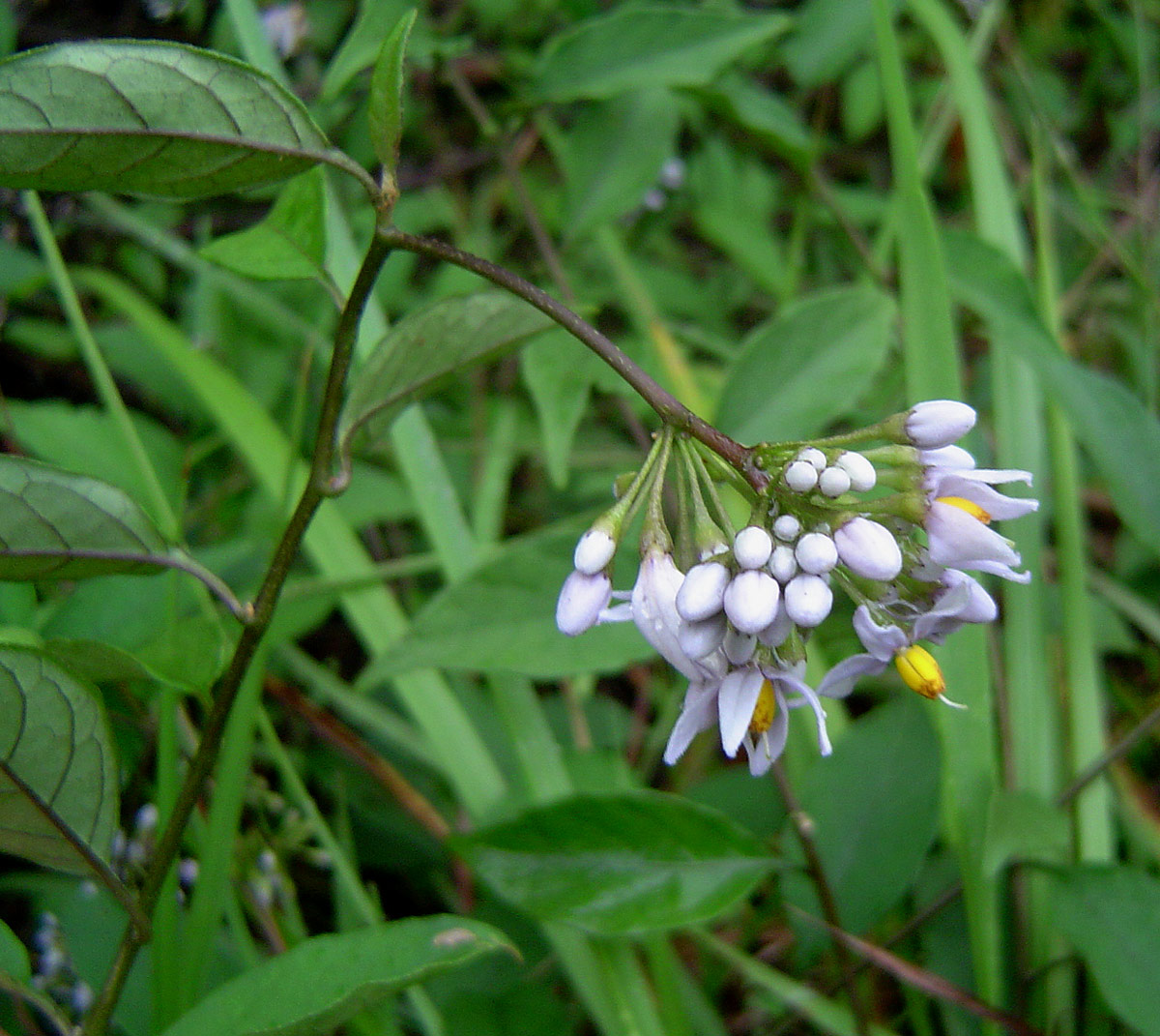 Solanum terminale