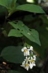 Solanum terminale