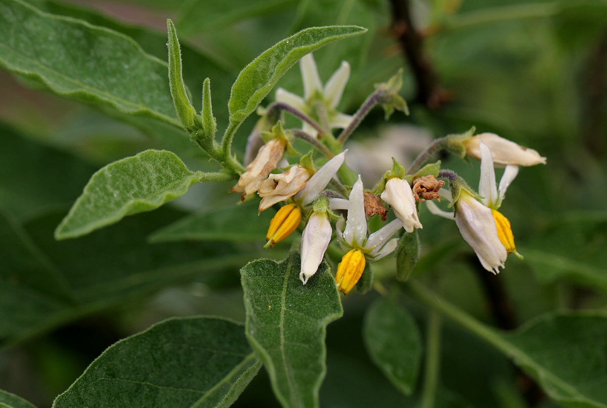 Solanum tettense var. tettense Solanum tettense var. tettense