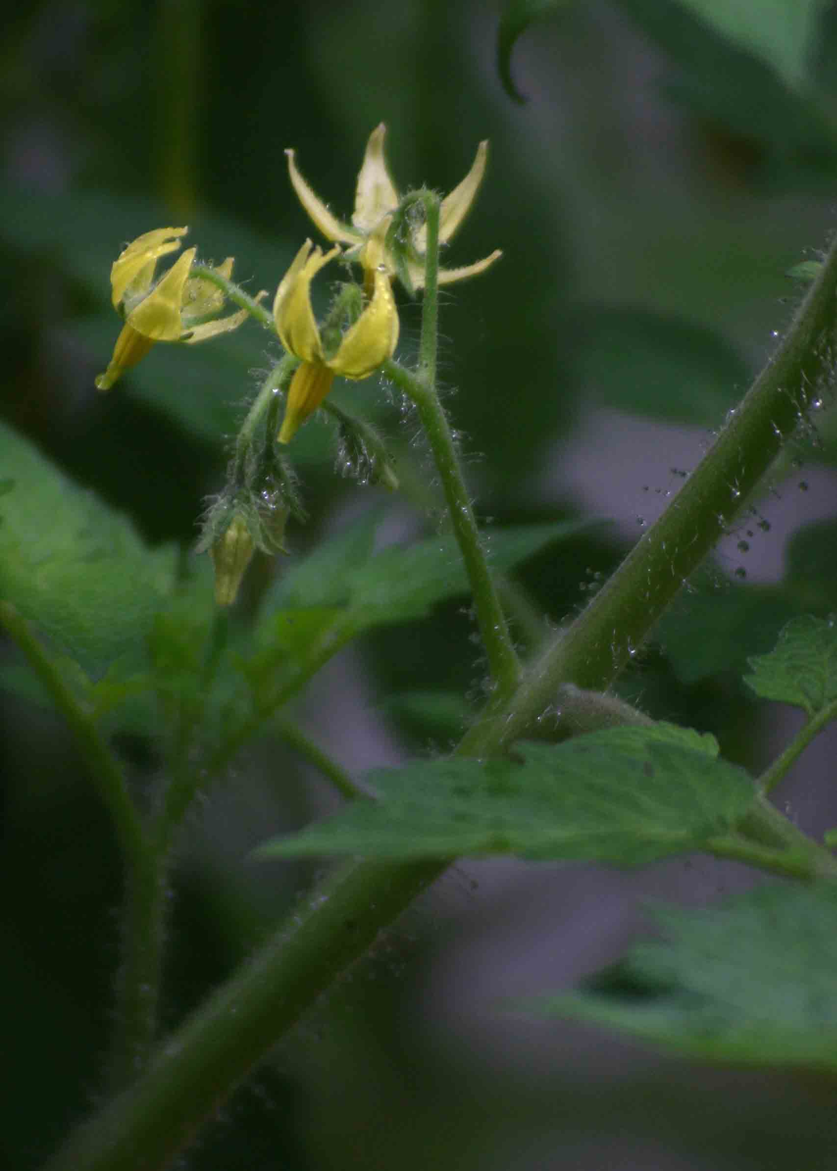 Solanum lycopersicum Solanum lycopersicum