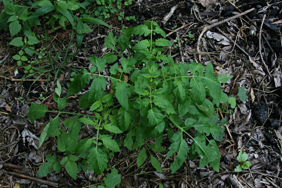Solanum lycopersicum Solanum lycopersicum