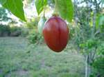 Solanum betaceum