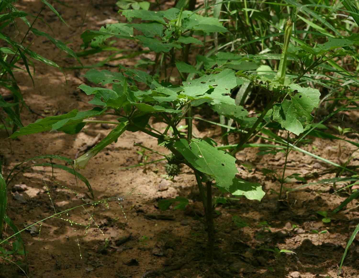 Datura inoxia